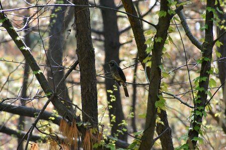 Wood bird wild birds