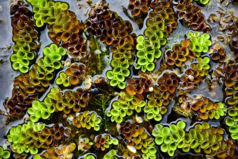 Aquatic plants floating aquatic plants locust leaves