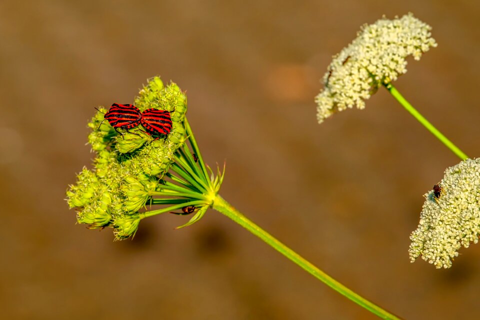 Insect red black striped
