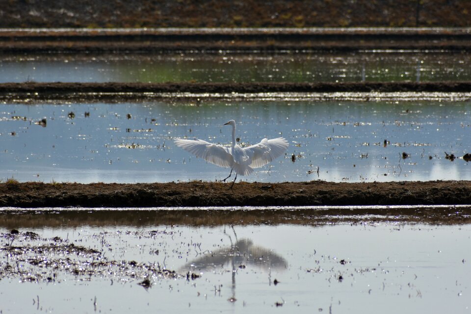 Waterside animal bird