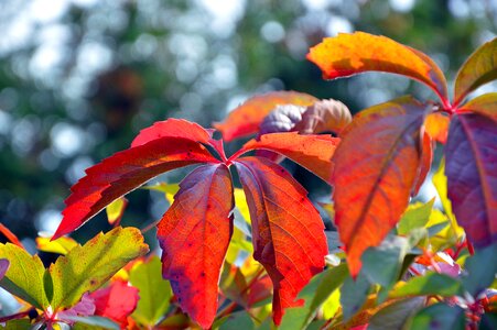 Fall foliage autumn color photo