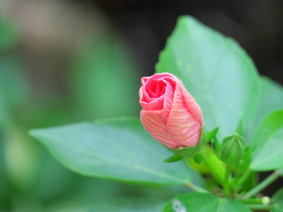 Leaf garden petal