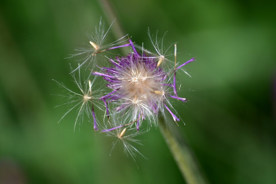 Flower bloom purple