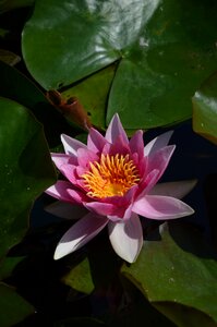Blossom bloom water lily photo
