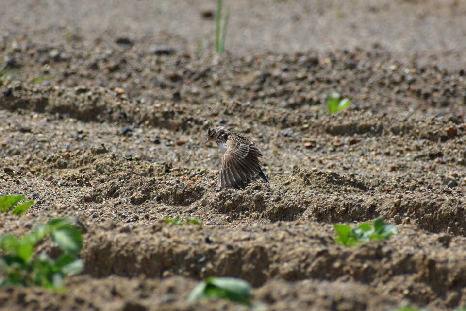 Sand bird wild birds photo