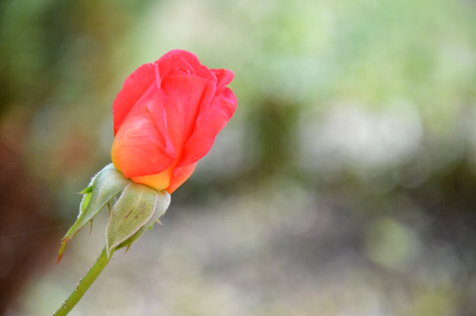 Bud single rose flower