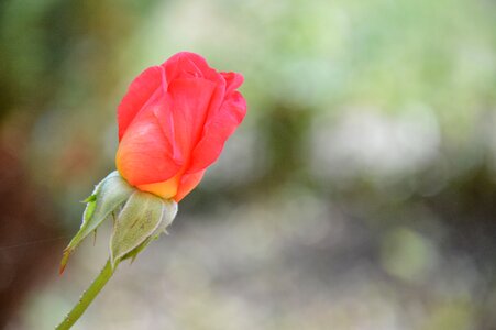 Bud single rose flower