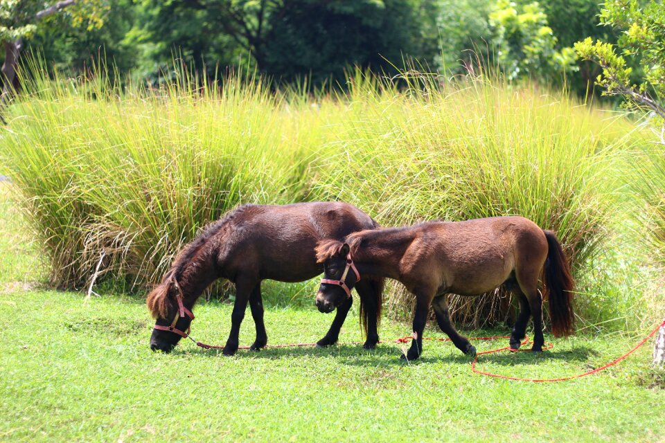 Animals nature countryside