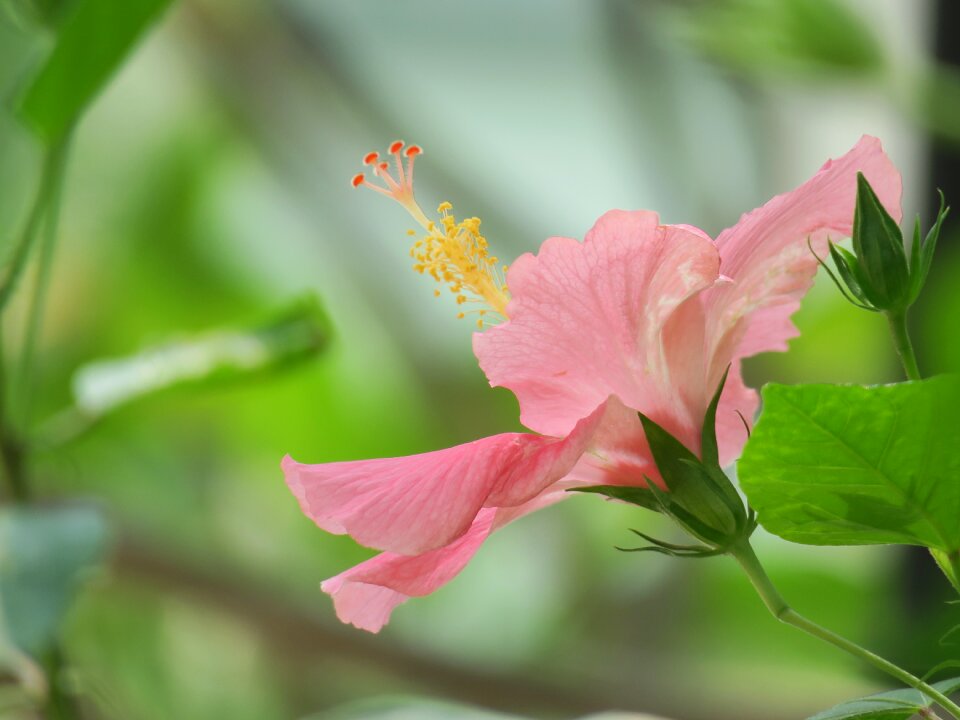 Leaf garden petal