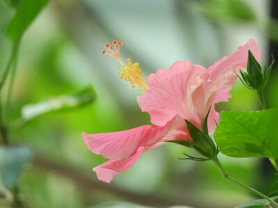 Leaf garden petal photo