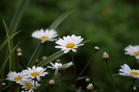 Bloom bloom nature photo