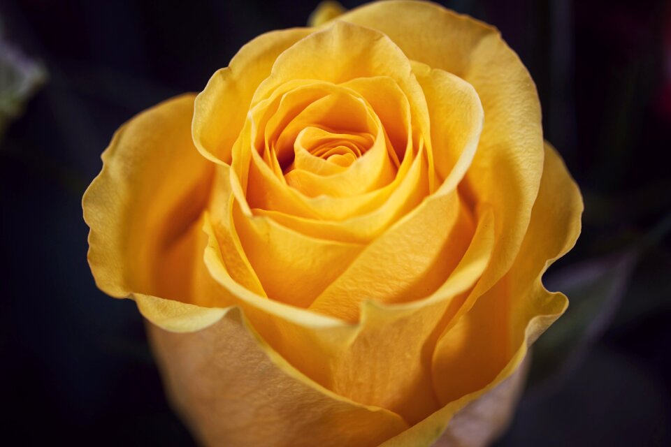 Rose bloom blossom bloom