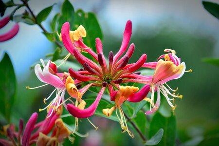 Lonicera periclymenum plant honeysuckle photo