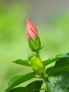 Leaf garden petal photo