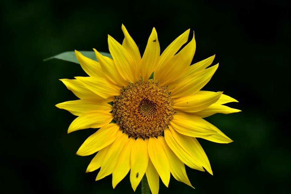 Sunflower yellow inflorescence
