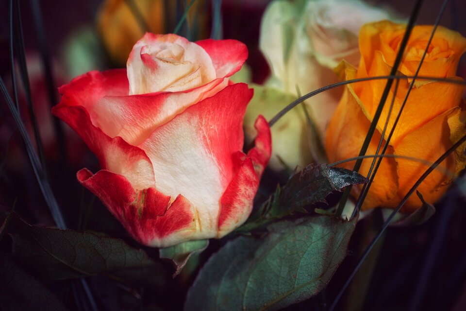 Rose bloom blossom bloom