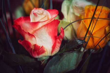 Rose bloom blossom bloom