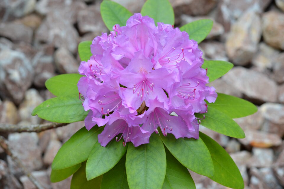 Blossom bloom rhododendron