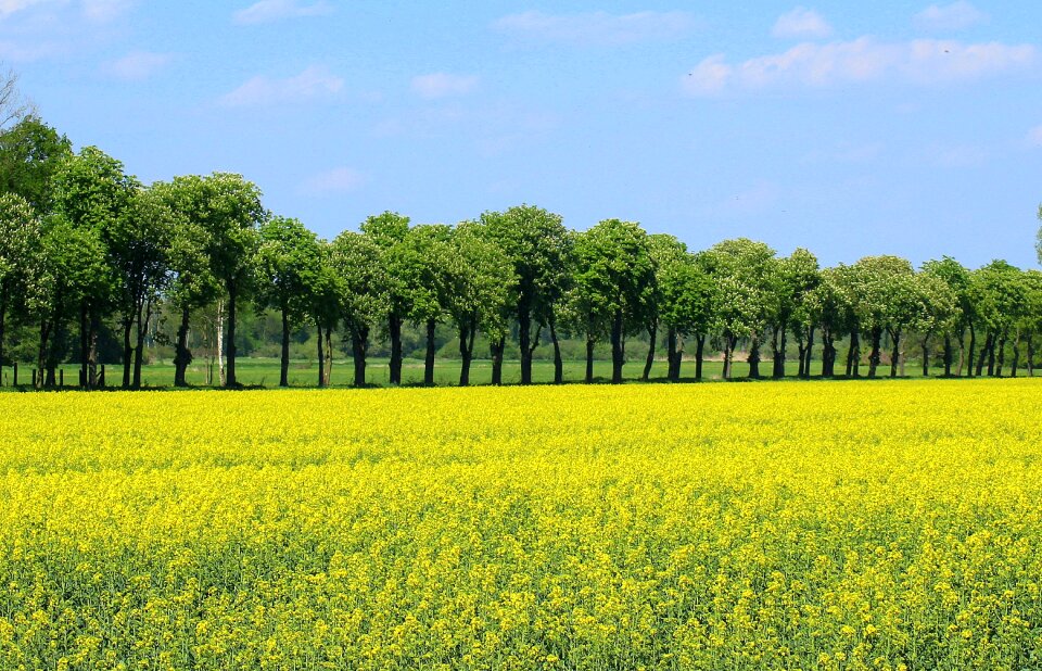 Yellow box landscape village