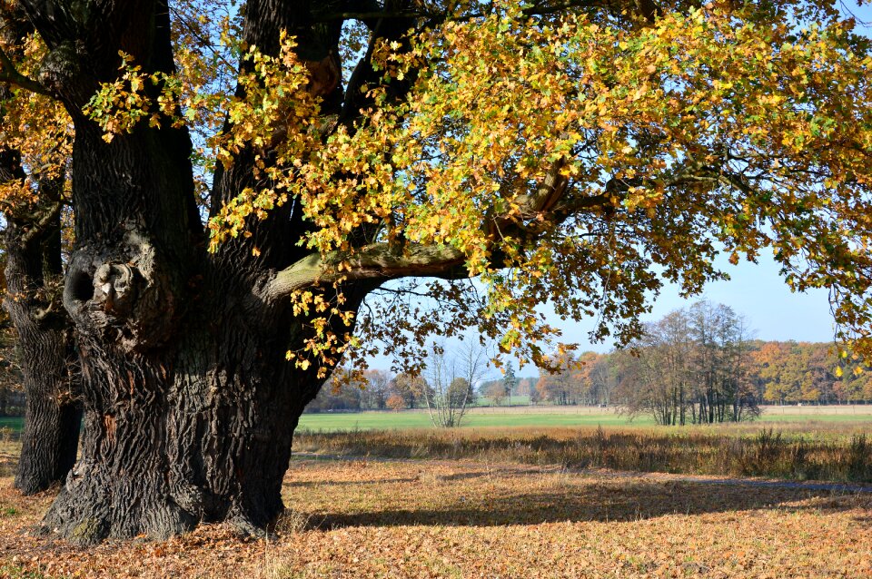 Old centuries nature