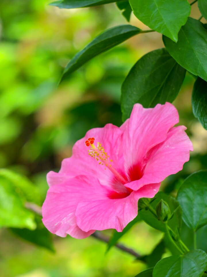 Leaf garden petal