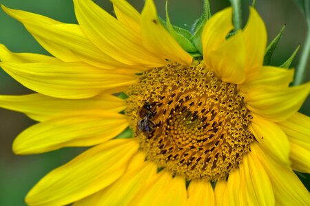 Pollination bees pollen