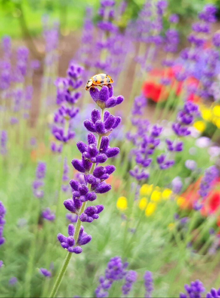 Flower plant field