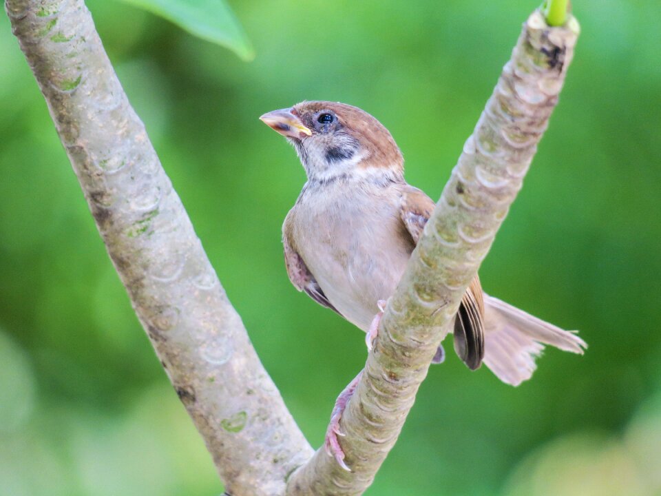 Stone sparrow beak