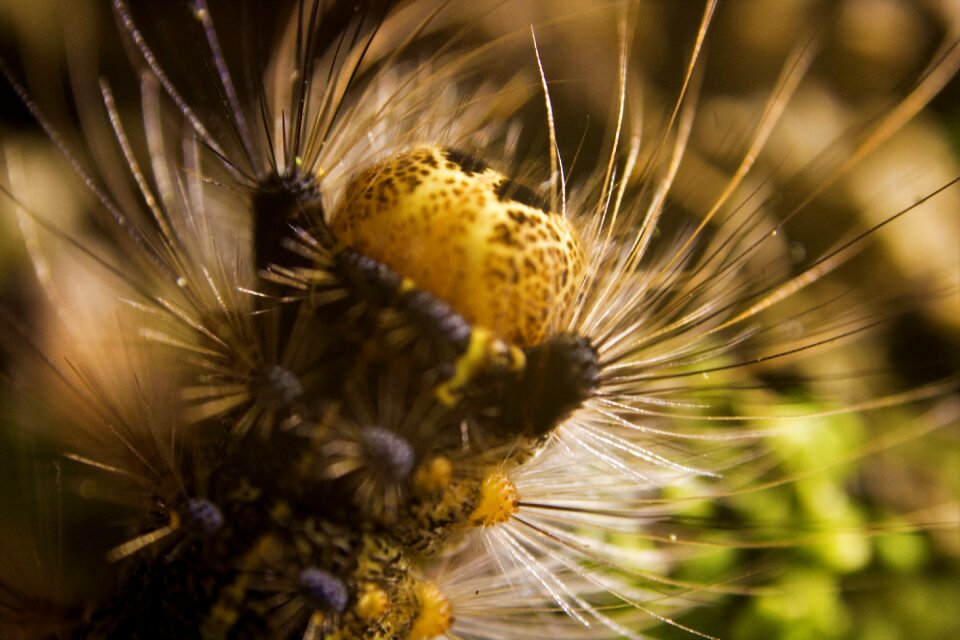 Insect nature montseny