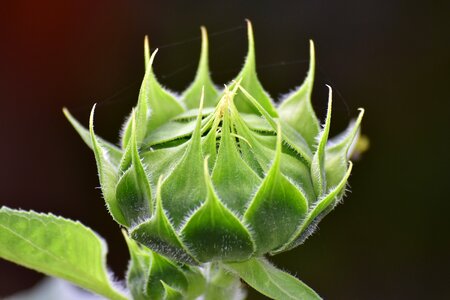 Sunflower flower buds summer