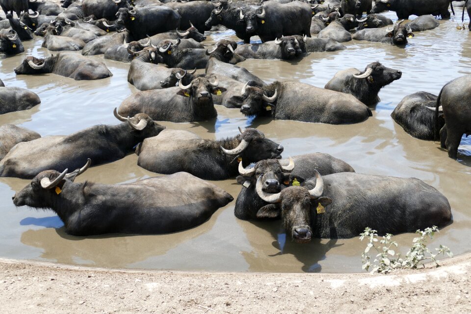 Agriculture ruminant livestock