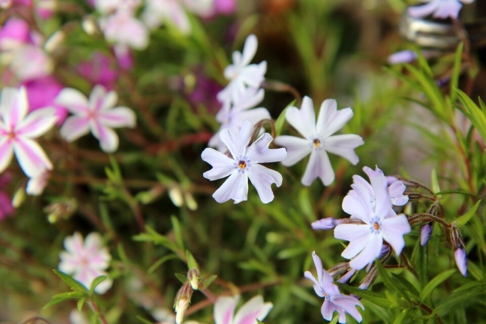 Phlox spring spring-flowering flowering