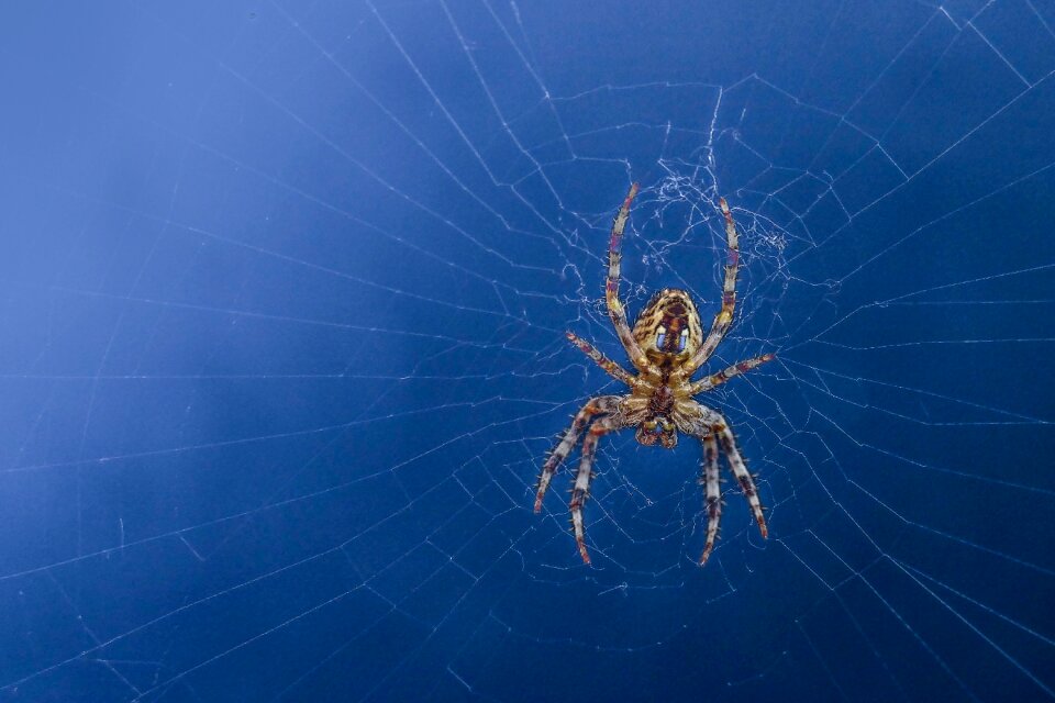 Spiderweb trap outdoors photo