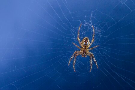 Spiderweb trap outdoors photo