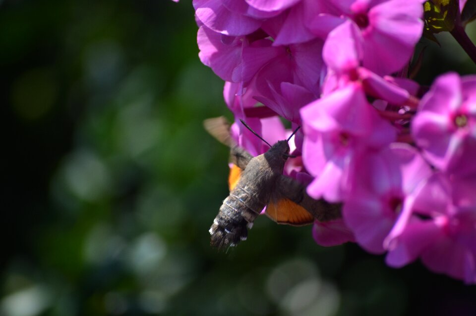 Flower pink summer