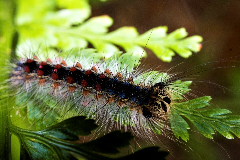 Insect nature montseny