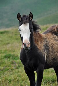 Foal blue eyes nature