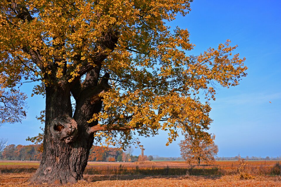 Old centuries autumn