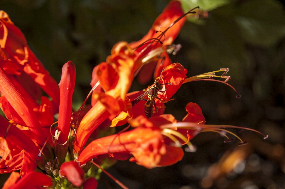 Blossom flower nature