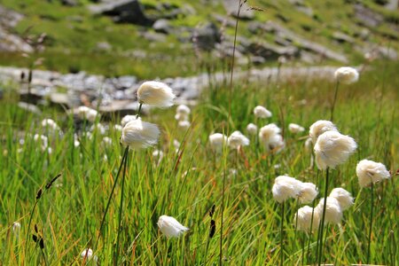 Alpine landscape herbs