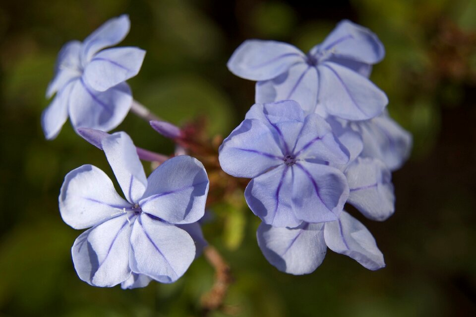 Nature plant flora