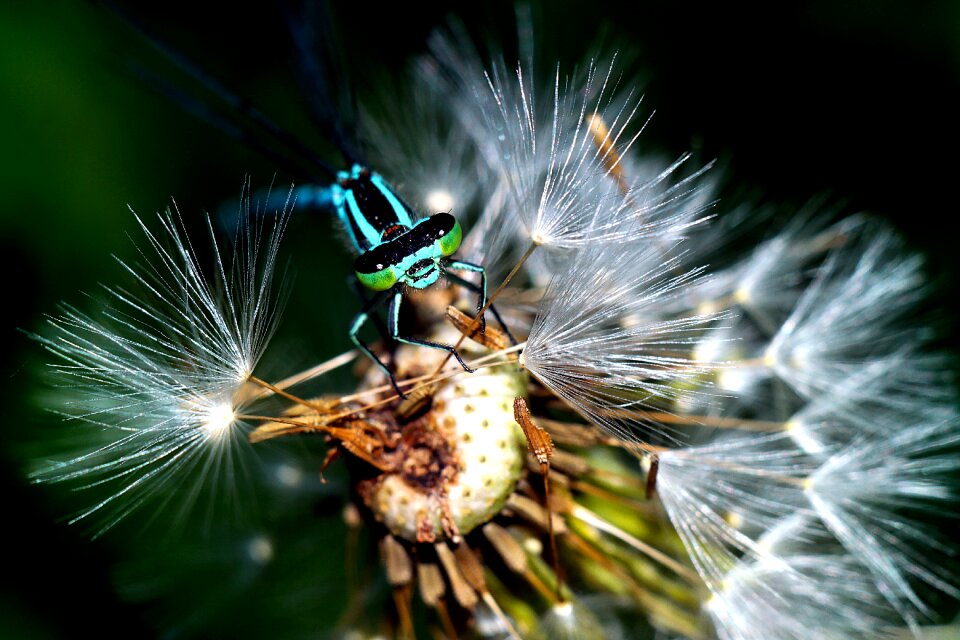 Closeup nature dragonflies