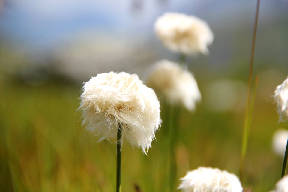 Alpine cottongrass highlands grasses