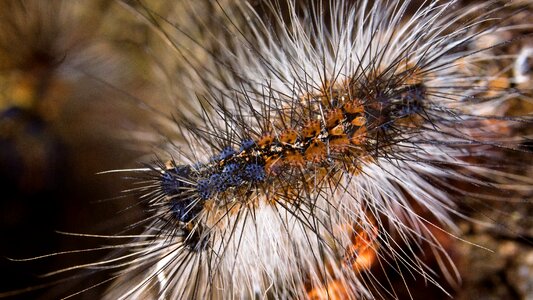 Insect nature montseny