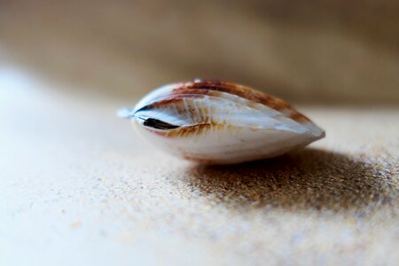 Sand seashell sea photo