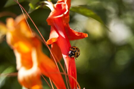 Color flower garden