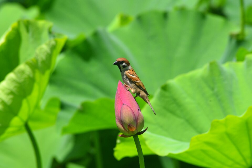 Animal bird sparrow