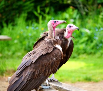 Wildlife nature scavenger