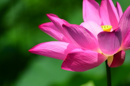 Aquatic plants flower lotus photo