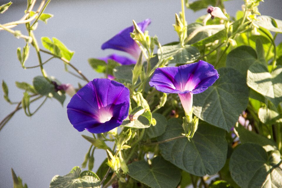 Petals colorful bloom